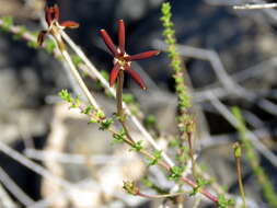 Image de Jamesbrittenia atropurpurea subsp. atropurpurea