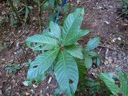 Wetria australiensis P. I. Forst. resmi