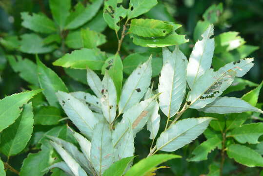 Image of Quercus salicina Blume