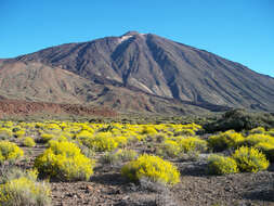 Plancia ëd Descurainia bourgaeana (E. Fourn.) Webb