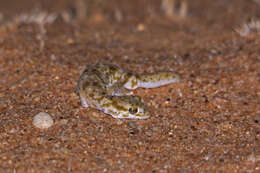 Image of Tesselated Gecko