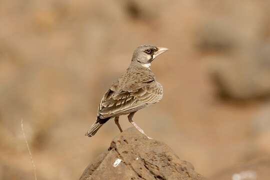 Image of Masked Lark