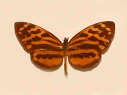 Imagem de Tithorea harmonia Cramer 1779