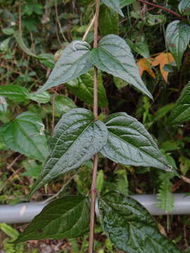 Image of Eupatorium amabile Kitam.