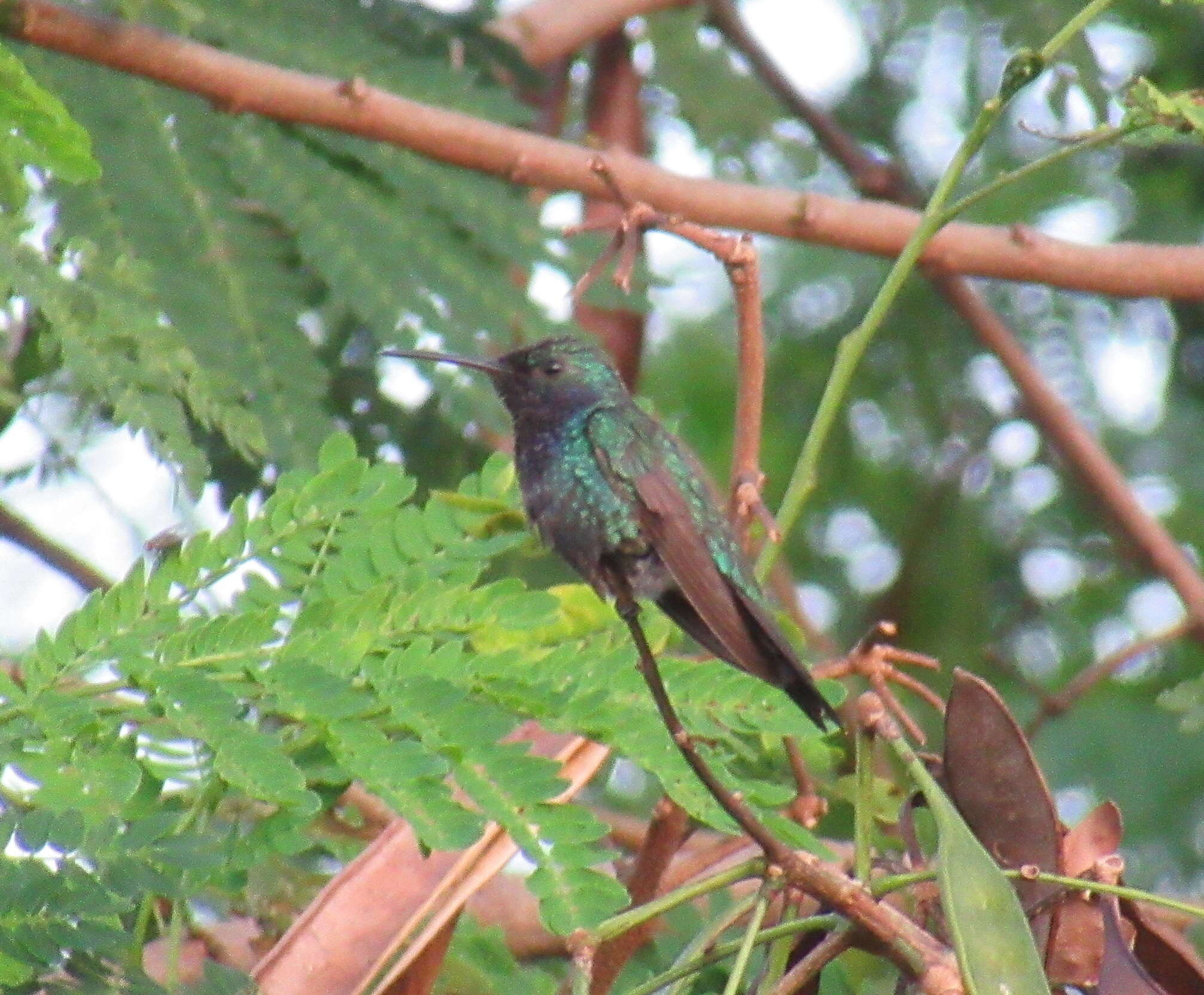 Image de Chrysuronia coeruleogularis (Gould 1851)