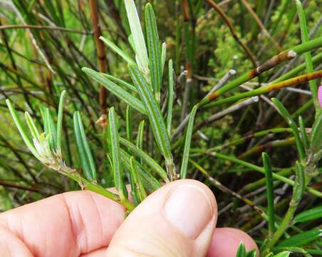 Imagem de <i>Podalyria oleifolia</i>