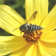 Image of Cuckoo-leaf-cutter Bees