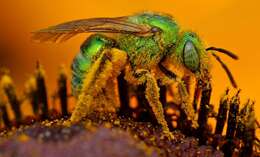 Image of Metallic Green Bees