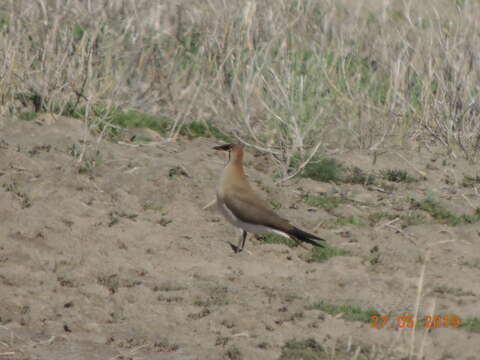 Image of Black-winged Pratincole