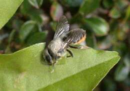 Image of Megachile leaf-cutter bee