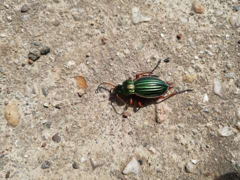 Imagem de Carabus (Tachypus) auratus Linnaeus 1760