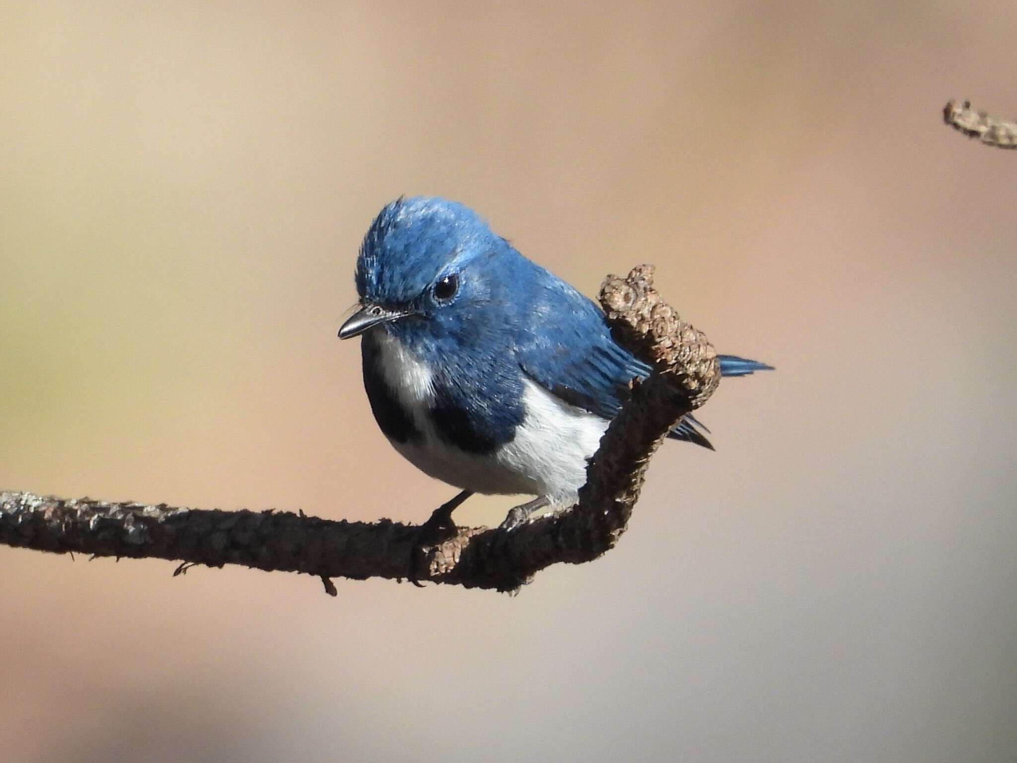 Image of Ultramarine Flycatcher