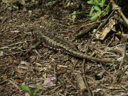 Image of Stenocercus doellojuradoi (Freiberg 1944)