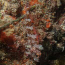 Image of New Zealand Scaly-headed Triplefin