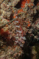 Image of New Zealand Scaly-headed Triplefin