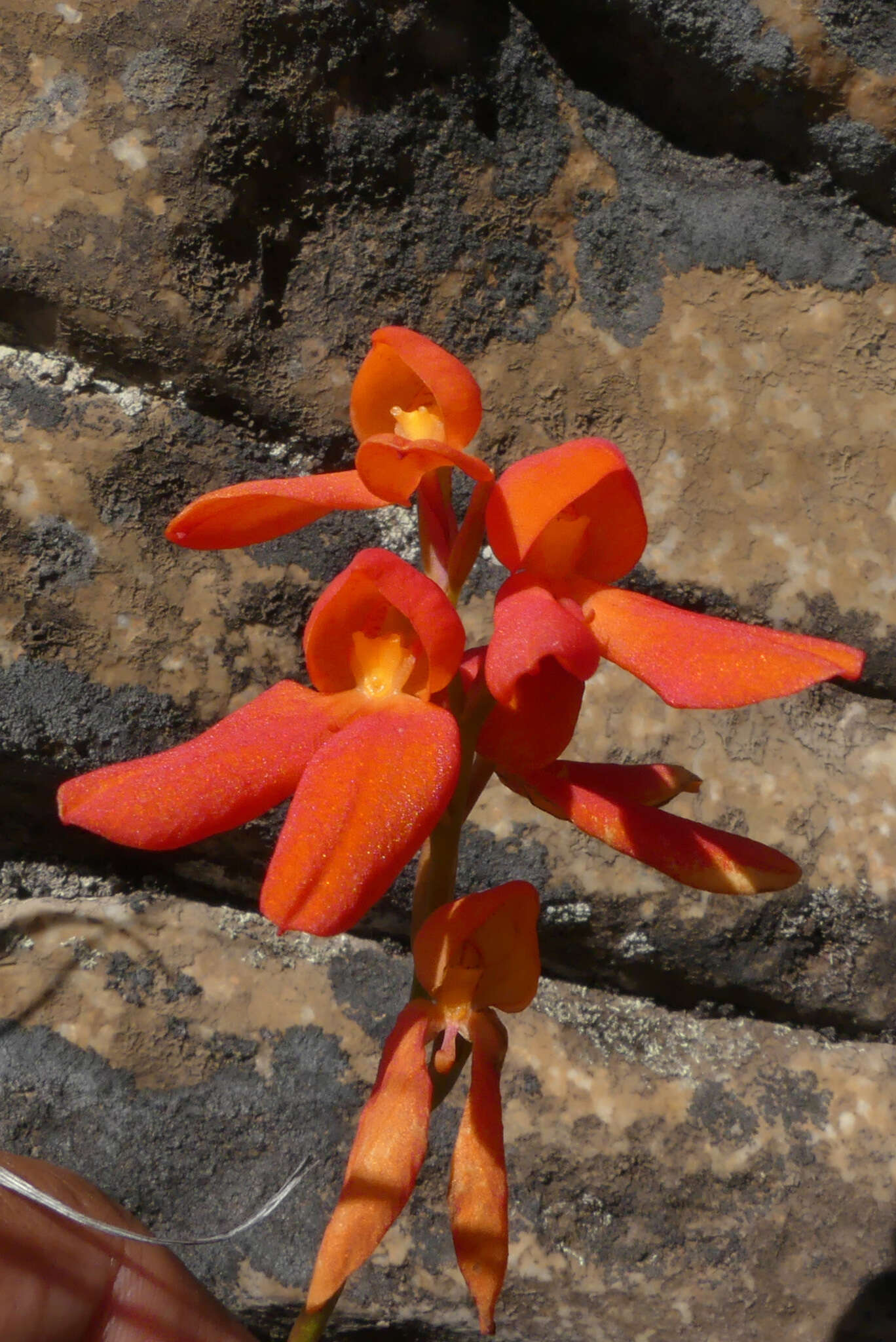 Image de Disa cardinalis H. P. Linder