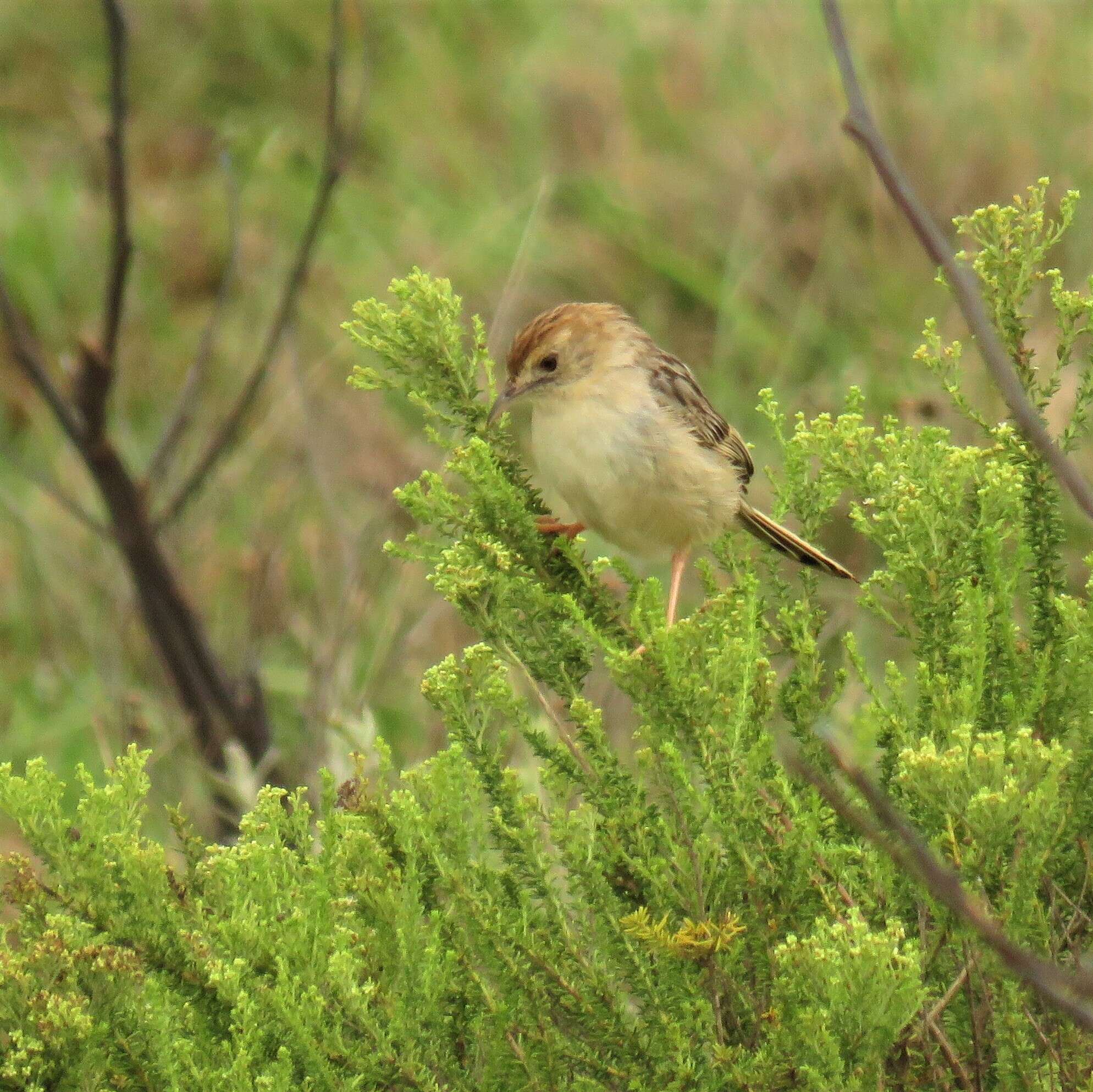 Image of Wailing Cisticola