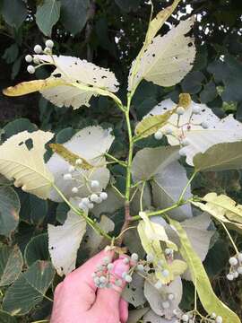 Sivun Tilia americana var. heterophylla (Vent.) Loudon kuva