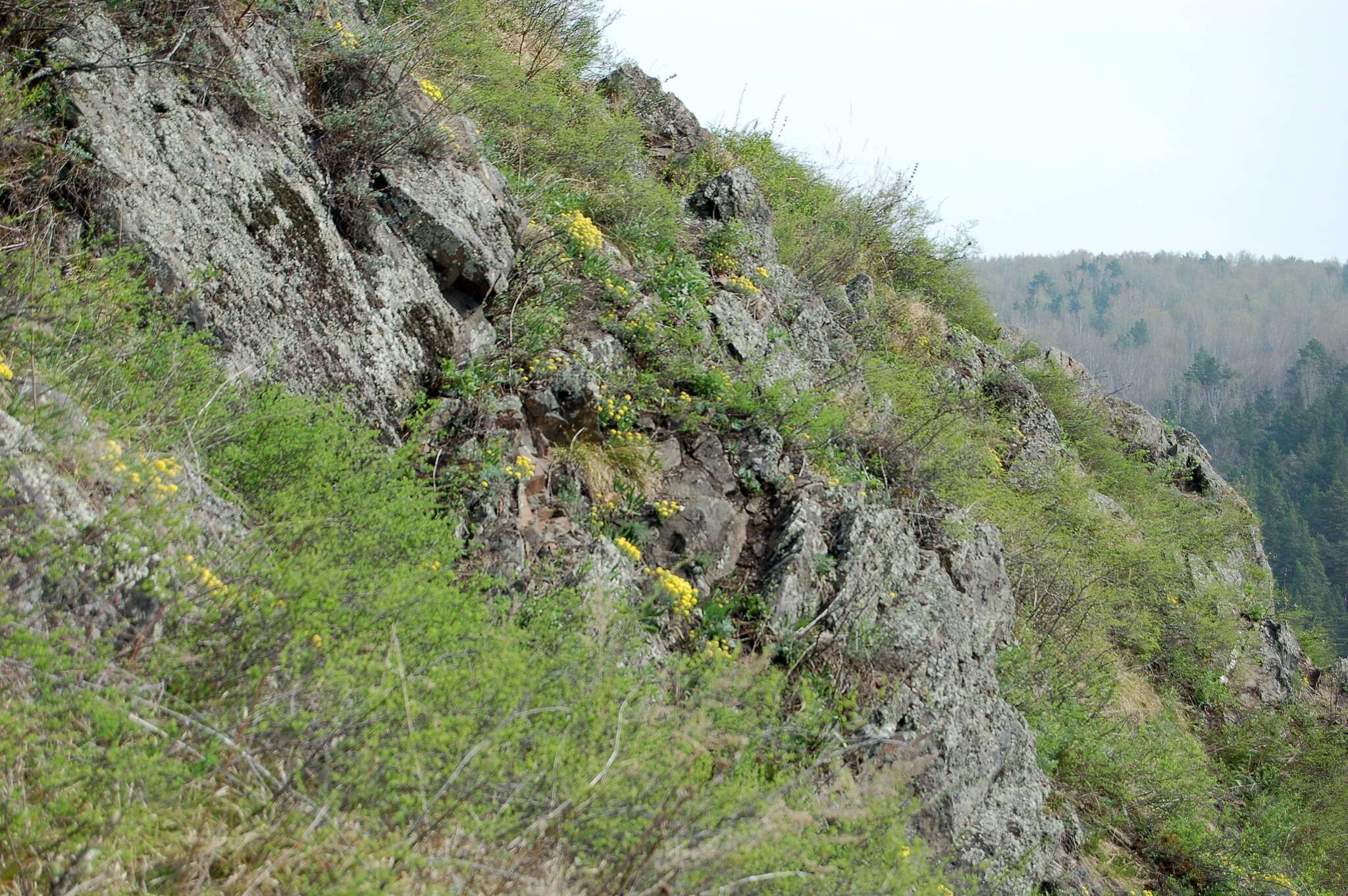 Sivun Alyssum lenense Adams kuva