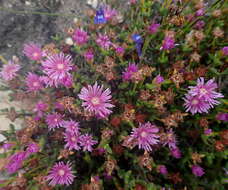 Ruschia virgata (Haw.) L. Bol. resmi