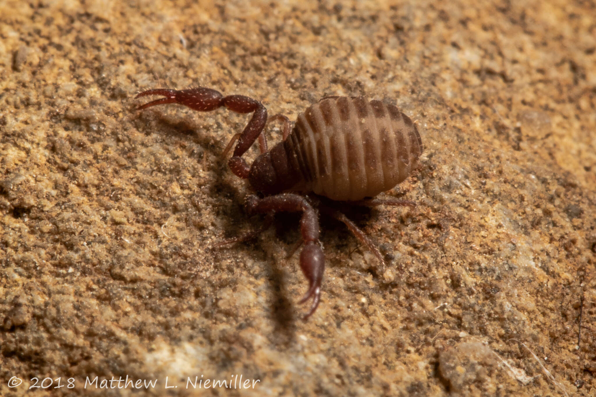 Sivun Hesperochernes occidentalis (Hoff & Bolsterli 1956) kuva