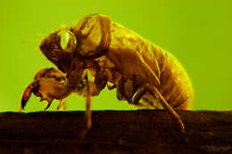 Image of Cicada orni Linnaeus 1758