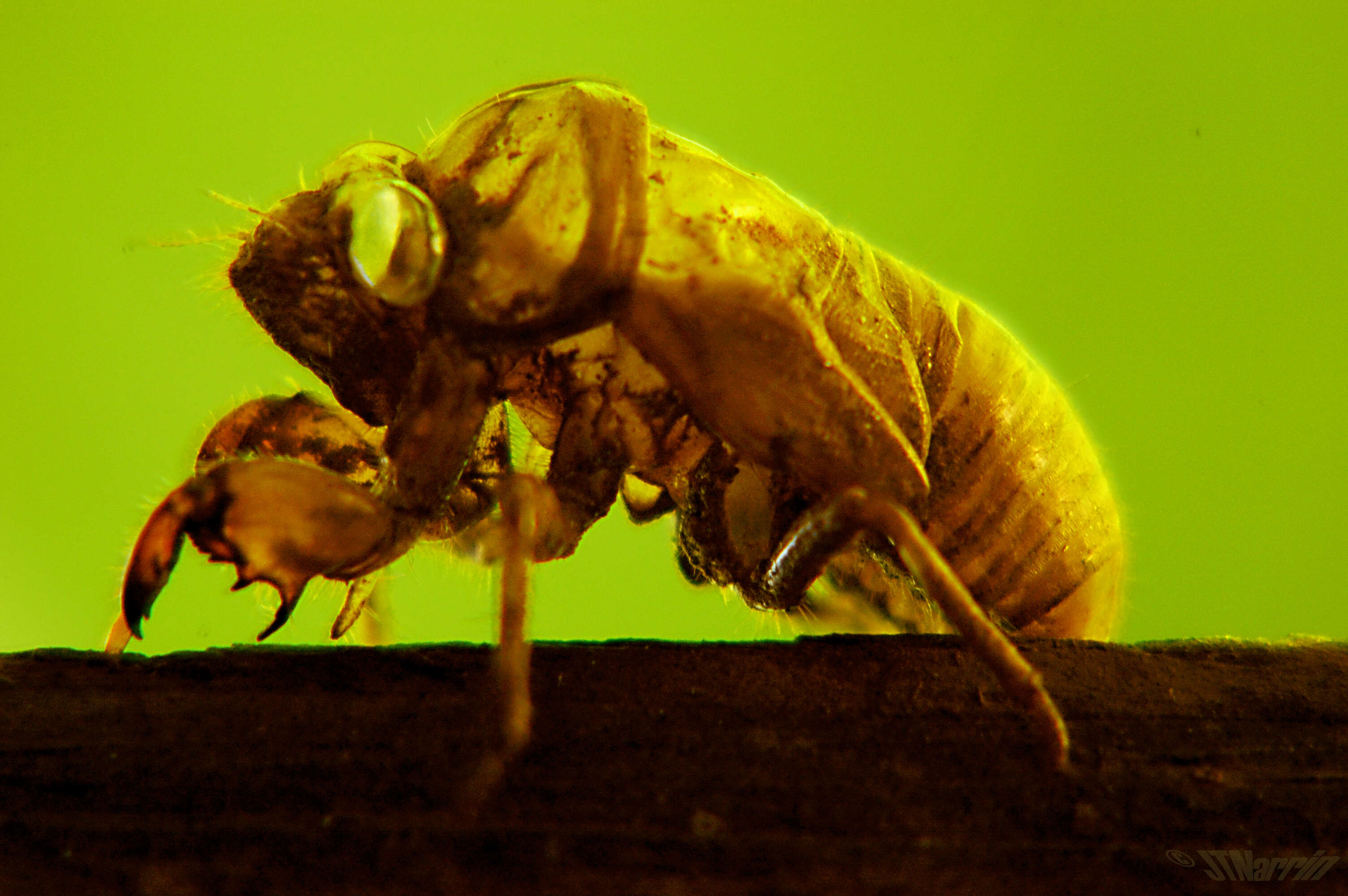 Image of Cicada orni Linnaeus 1758