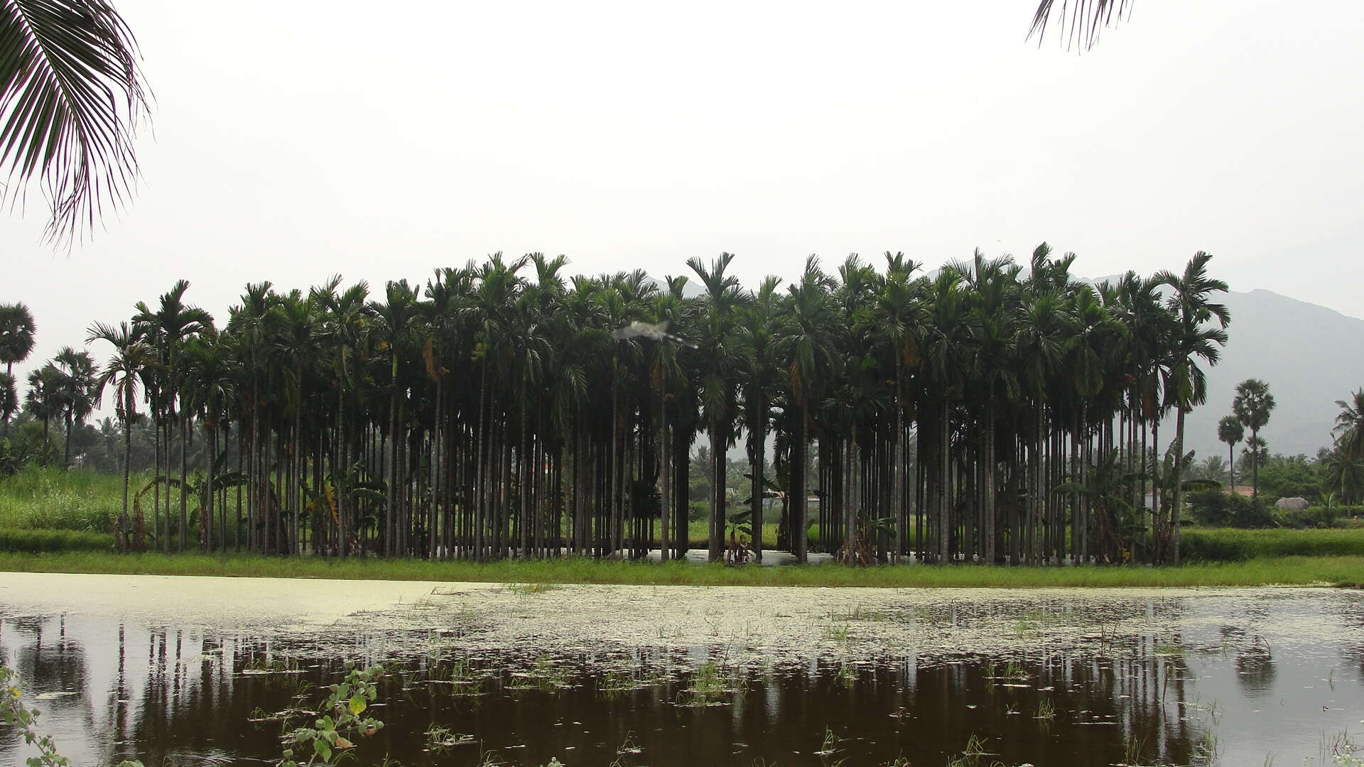 Image of betel palm