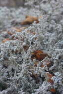 Image of Rock foam lichen