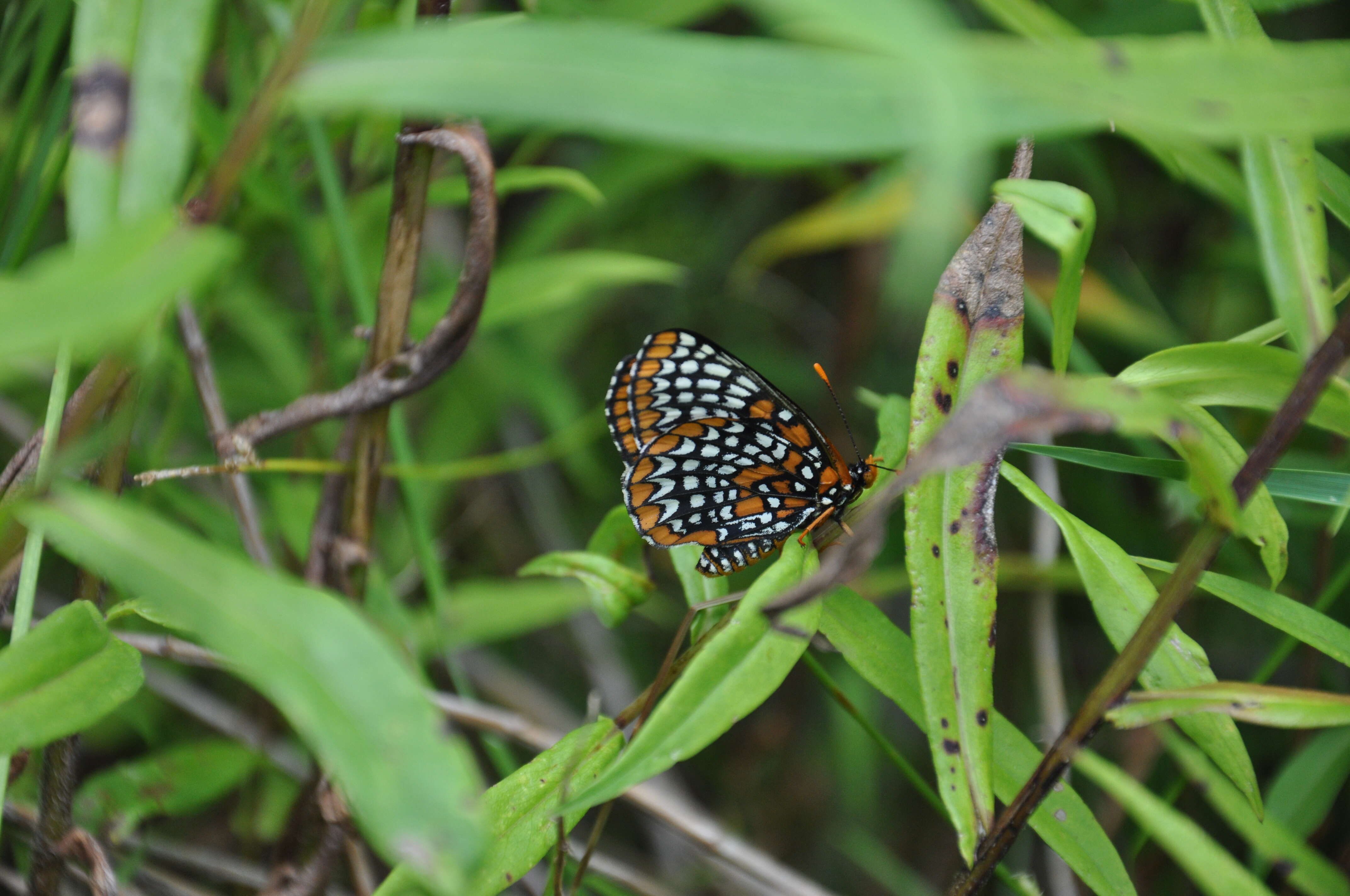 Euphydryas phaeton Drury 1767的圖片