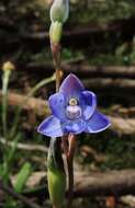 Image of Thelymitra truncata R. S. Rogers