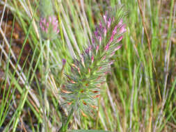 Image of Narrow Clover