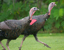 Imagem de Meleagris gallopavo Linnaeus 1758