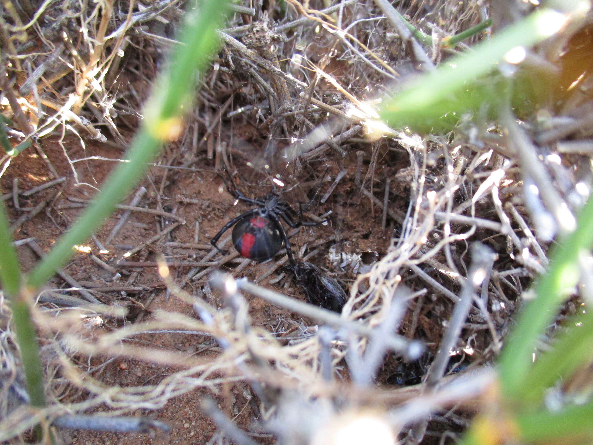 Latrodectus thoracicus Nicolet 1849的圖片