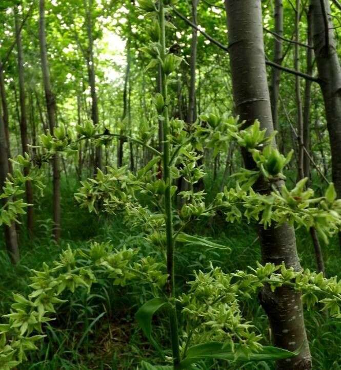 Image of Veratrum grandiflorum (Maxim. ex Miq.) O. Loes.