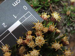 Image of Baccharis taltalensis I. M. Johnston