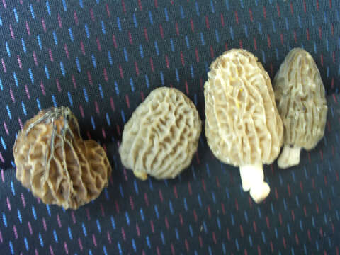 Image of Yellow Morel