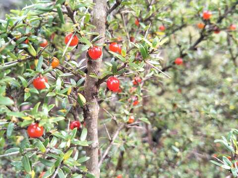 Image of Coprosma nitida Hook. fil.