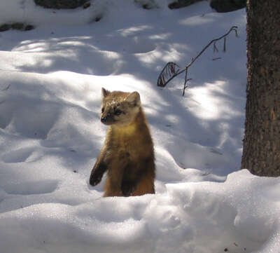 Image of American Marten