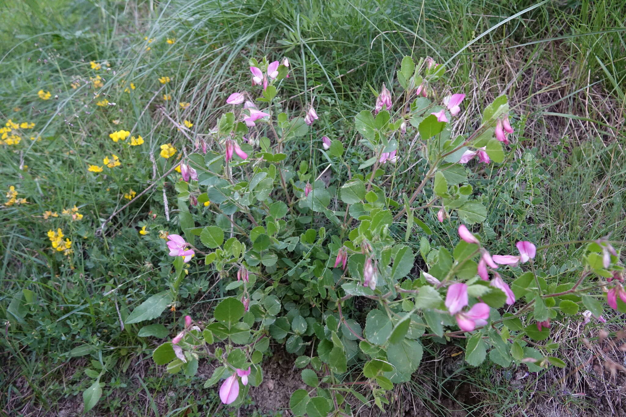 Ononis rotundifolia L.的圖片