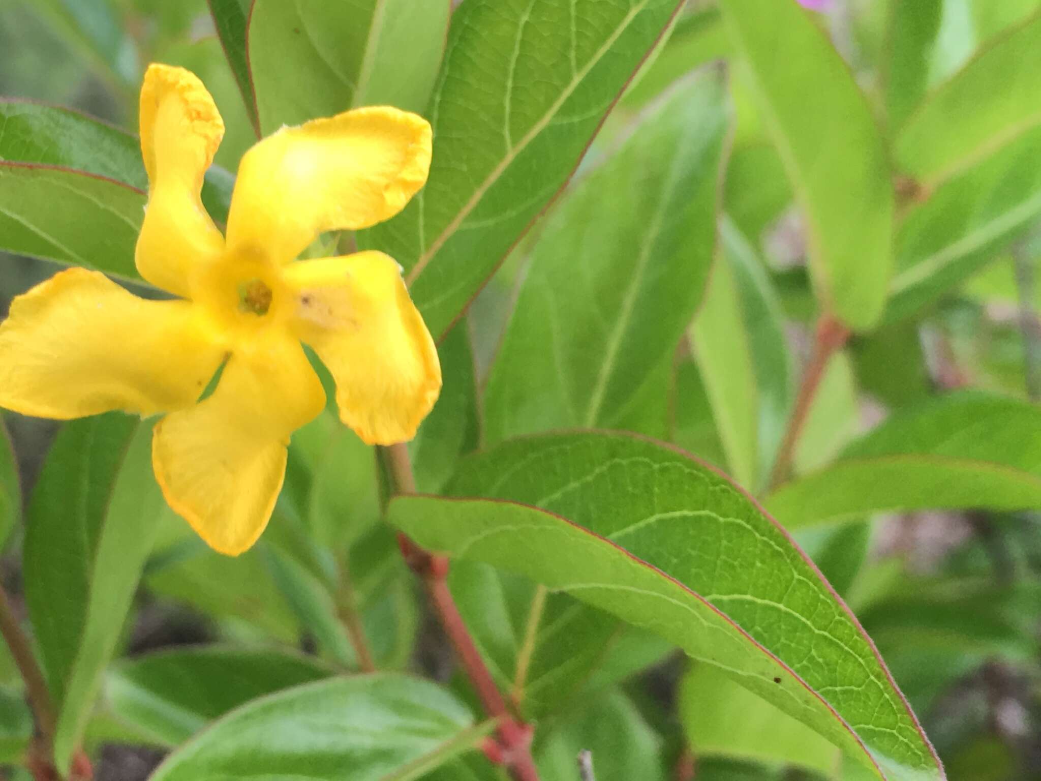 Image of Mandevilla mexicana (Müll. Arg.) R. E. Woodson