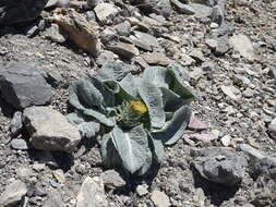 Image of Berardia lanuginosa (Lam.) Fiori & Paol.