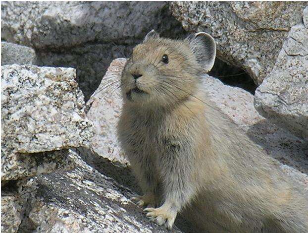 Image of Ochotona subgen. Pika Lacépède 1799