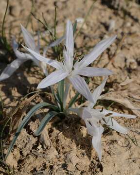 Image of colchicum