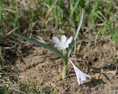 Image of Colchicum ritchii R. Br.