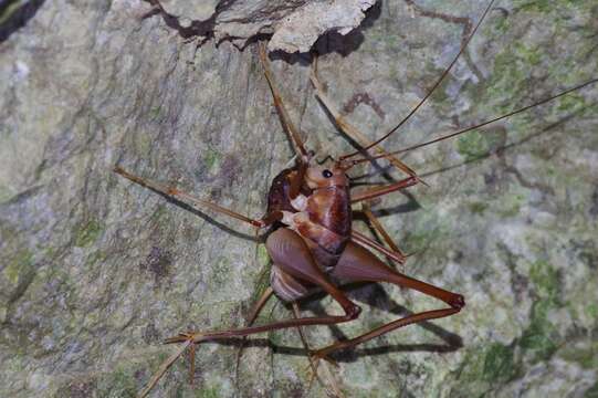 Image of Atachycines apicalis gusouma Sugimoto, M. & Ichikawa 2003