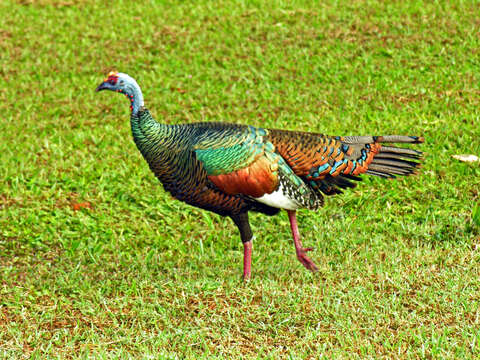 Image of Ocellated Turkey