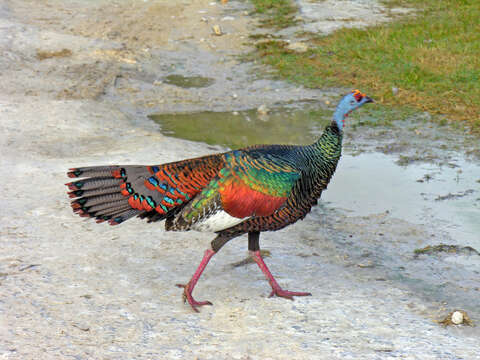 Image of Ocellated Turkey