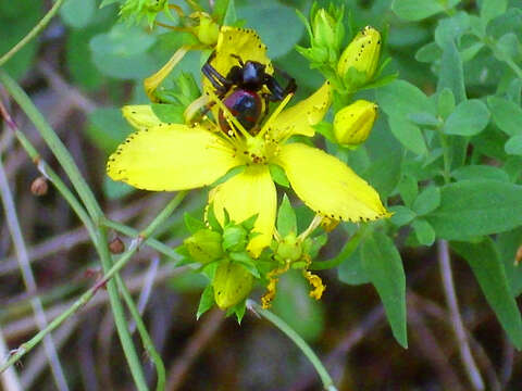 Image of St John's wort