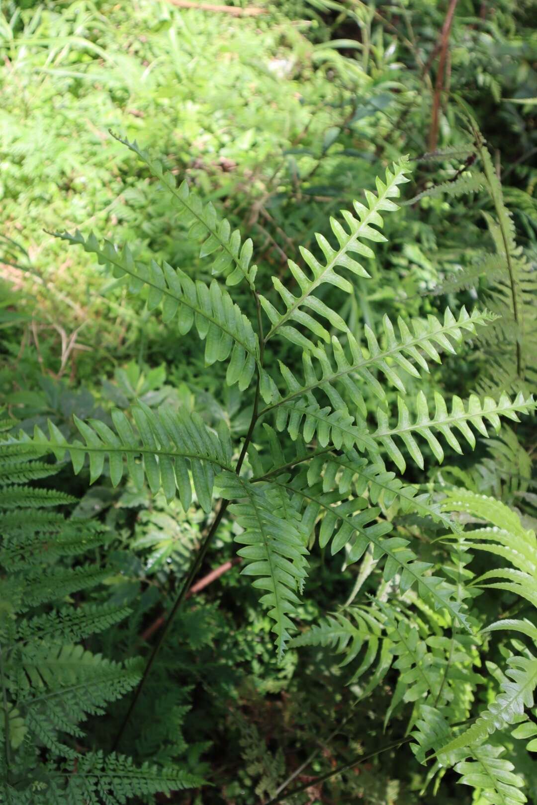 Слика од Pteris amoena Bl.